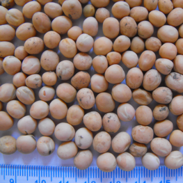 yellow peas